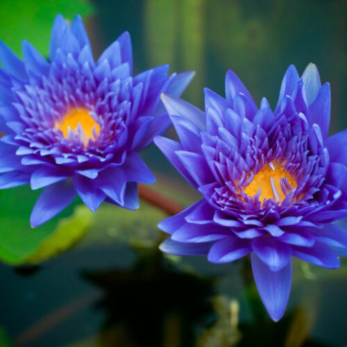 Rare Egyptian lotus Seeds 25 Pack Organic Nymphaea Caerulea Blue Lotus Flowers seeds