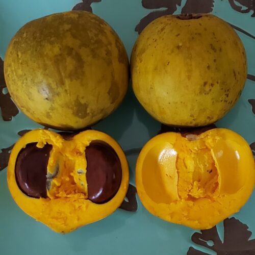 Yellow Sapote 5 Seeds Pack - Pouteria campechiana - Ceylon Canistel - Eggfruit