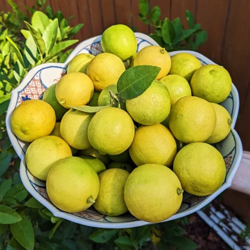 50 Lime Seeds for Planting and Gardening