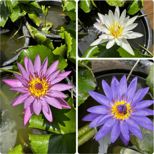 Hairy water lily seeds 280 Pack Mix Colour Nymphaea Pubescens Best Flower Seeds
