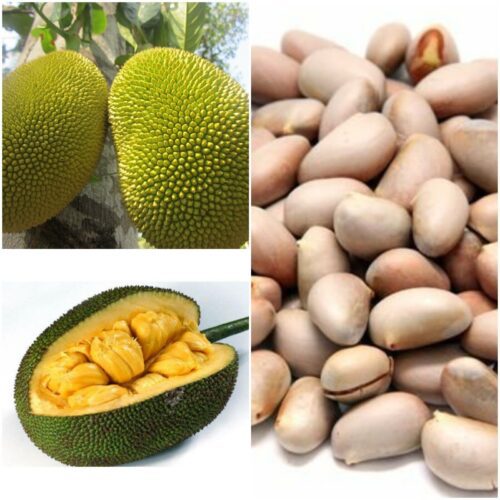Jackfruit Plant 10 Seeds Pack Tropical Rare Artocarpus heterophyllus Tree seeds