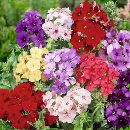 Annual phlox 150 Seeds Pack - Phlox Drummondii - Multicolor Flowers